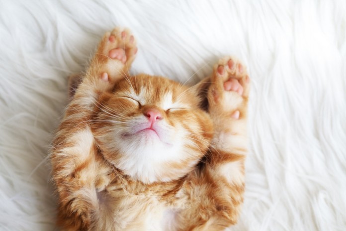 cat-lover-une
