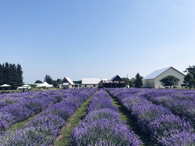 La Maison Lavande – 3 bonnes raisons de la visiter en juillet