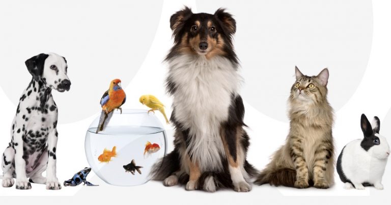 Zoozoothèque – Une boutique DIFFÉRENTE pour animaux à Québec