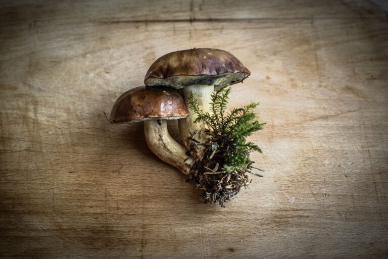 À la découverte des champignons d&rsquo;ici!