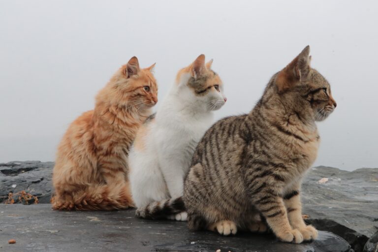 Trois petits chats…